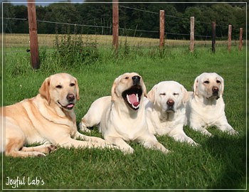 Die Joyful Lab's Girls