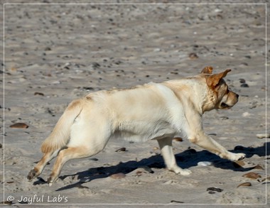 Joyful Lab's Eye-Catching Girl - Tilda -