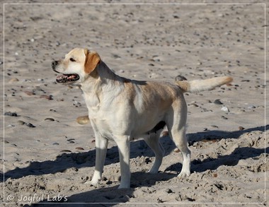 Joyful Lab's Classic Girl - Carla