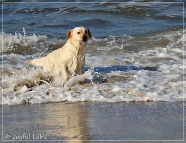 Joyful Lab's Eye-Catching Girl - Tilda -