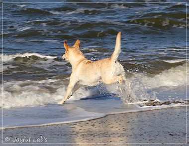 Joyful Lab's Classic Girl - Carla