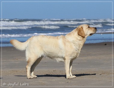 Joyful Lab's Eye-Catching Girl - Tilda -