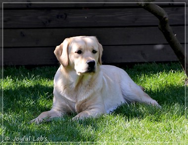 Joyful Lab's Eye-Catching Girl - Tilda -