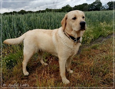 Joyful Lab's Eye-Catching Girl - Tilda -