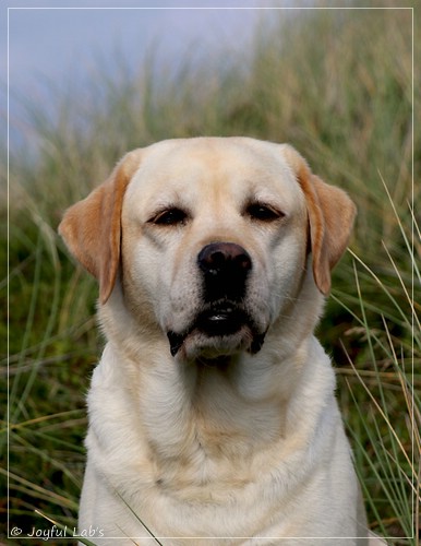 Joyful Lab's Classic Girl - Carla