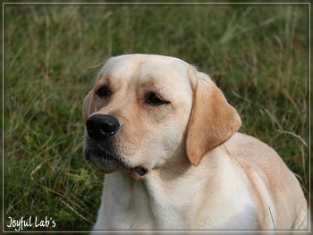 Rosefair Joyful Girl "Hanna"