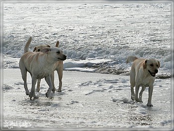 Die Joyful Girls in Dnemark