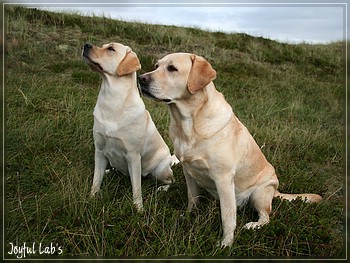 Die Joyful Girls in Dnemark