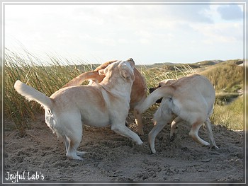 Die Joyful Girls in Dnemark