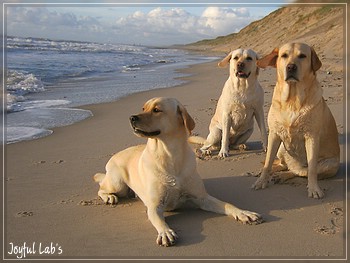 Die Joyful Girls in Dnemark