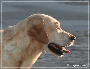 Frieda - Joyful Lab's Always Happy Girl