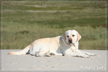 Greta - Joyful Lab's Be Happy Girl Greta - Joyful Lab's Be Happy Girl