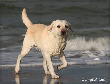 Greta - Joyful Lab's Be Happy Girl Greta - Joyful Lab's Be Happy Girl