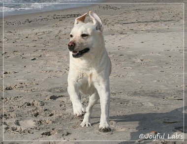 Greta - Joyful Lab's Be Happy Girl Greta - Joyful Lab's Be Happy Girl