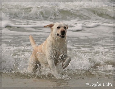 Greta - Joyful Lab's Be Happy Girl Greta - Joyful Lab's Be Happy Girl