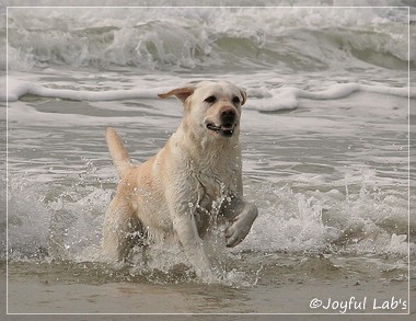 Greta - Joyful Lab's Be Happy Girl