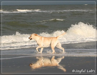 Hanna - Rosefair Joyful Girl