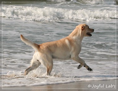 Hanna - Rosefair Joyful Girl