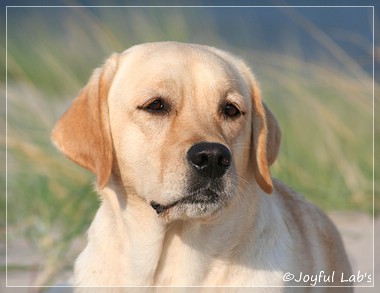 Hanna - Rosefair Joyful Girl