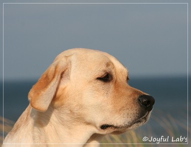 Hanna - Rosefair Joyful Girl