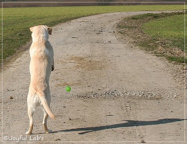 Joyful Lab's Classic Girl - Carla