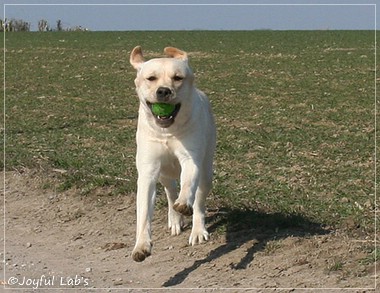 Joyful Lab's Classic Girl - Carla