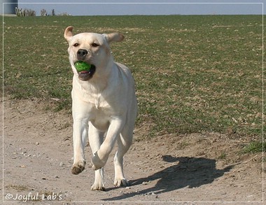 Joyful Lab's Classic Girl - Carla