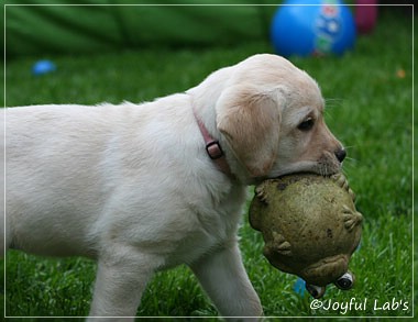 Joyful Lab's Classic Girl "Carla"