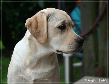 Joyful Lab's Classic Girl "Carla"