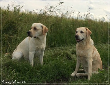 Die Joyful Lab's Girls