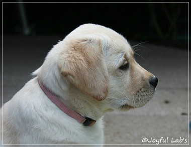 Joyful Lab's Classic Girl "Carla"