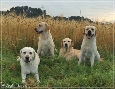 Die Joyful Lab's Girls