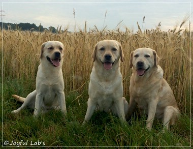 Die Joyful Lab's Girls