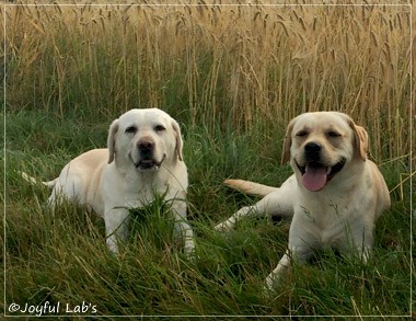 Die Joyful Lab's Girls