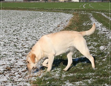 Joyful Lab's Classic Girl - Carla