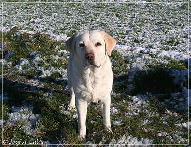 Greta - Joyful Lab's Be Happy Girl