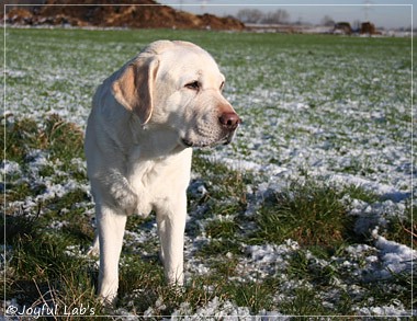 Greta - Joyful Lab's Be Happy Girl