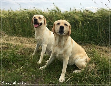 Die Joyful Lab's Girls