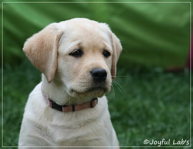 Joyful Lab's Classic Girl "Carla"