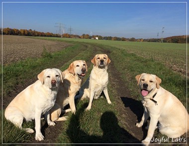 Joyful Lab's Girls