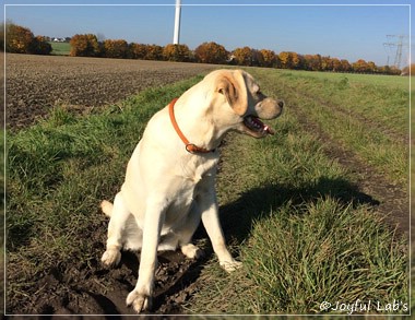 Joyful Lab's Classic Girl "Carla"