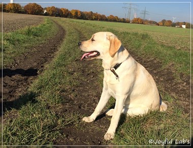 Joyful Lab's Classic Girl "Carla"