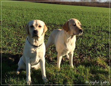 Joyful Lab's Girls