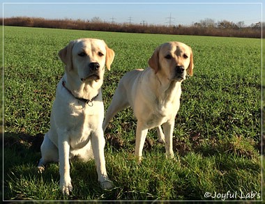 Joyful Lab's Girls