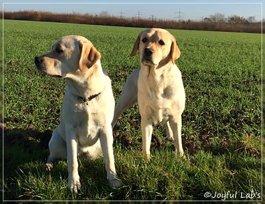 Joyful Lab's Girls