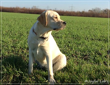 Joyful Lab's Classic Girl - Carla