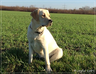 Joyful Lab's Classic Girl - Carla