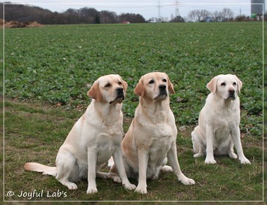 Die Joyful Lab's Girls