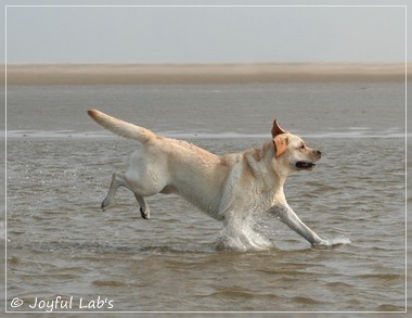 Joyful Lab's Classic Girl - Carla