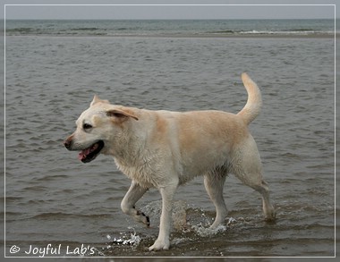 Greta - Joyful Lab´s Be Happy Girl Greta - Joyful Lab´s Be Happy Girl